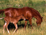 Buy Mare and Colt Graze in Green Grass of Santa Cruz River Valley, Santa Cruz, New Mexico, USA at AllPosters.com