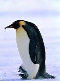 Emperor Penguin with Chick at Dawson-Lambton Glacier, Weddell Sea, Antarctica