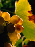 Buy Chenin Blanc Grape Cluster, Napa Valley, California, USA at AllPosters.com