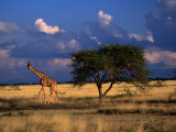 Reticulated Giraffe (Giraffa Camelopardalis Reticulatea) on Plain, Samburu National Reserve, Kenya