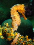 Orange Long Nose Seahorse (Hippocampus Reidi), Belize
