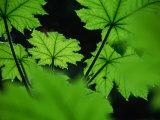 Buy Water Drops on Leaves, Tongass National Forest, Baronof Island, Alaska, USA at AllPosters.com