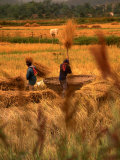 Rice Harvest, Thailand
