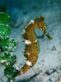 Seahorse, Pulau Sipadan, Sabah, Malaysia
