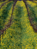 Buy Vineyard in Spring in Carneros Area, Napa Valley, California, USA at AllPosters.com