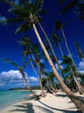 Palm Tree Lined Beach, La Romana, La Romana, Dominican Republic
