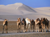 Wild Camels and Sand Dunes in Empty Southeast Quarter of Qatar, Jarayan Al Batnah, Qatar