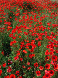 Field of Red Poppies in Chianti Region, Tuscany, Italy