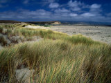 Drakes Bay Beach, Point Reyes National Seashore, California, USA