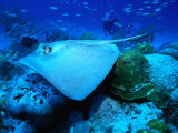 Stingray off the Florida Coast, Florida, USA