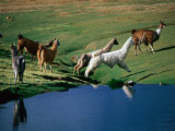 Buy Llamas Leaping Over Spring Fed Water, Volcan Isluga National Park, Chile at AllPosters.com