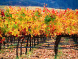 Buy Autumn Colours in a Vineyard, Napa Valley, United States of America at AllPosters.com