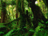 Buy Rainforest Fox Glacier, New Zealand at AllPosters.com