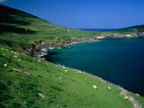 Near Dunmore Head on the Dingle Peninsula, Dingle, County Kerry, Munster, Ireland