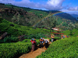 Group of Tea Pickers Walking on Path in Tea Estate, Nuwara Eliya, Sri Lanka