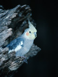 Buy Cockatiel (Leptolophus Hollandicus) at Evelyn Creek, Australia at AllPosters.com