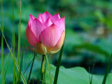Lotus Flower at Lotus Farm, Phnom Krom, Angkor, Siem Reap, Cambodia