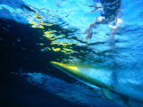 Buy Surfer from Underwater at Motu Hava, Hanga Roa, Easter Island, Valparaiso, Chile at AllPosters.com