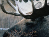 Bull Moose, Denali National Park & Preserve, Alaska, USA