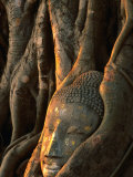 Buddha Head Inbedded in Roots at Wat Phra Mahathat, Ayuthaya, Thailand