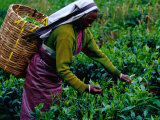 Worker Picking Tea Bushes, Nuwara Eliya, Sri Lanka