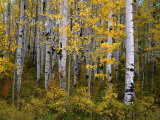 Aspen Trees Near Mcclure Pass in Gunnison National Forest, Gunnison, Colorado, USA