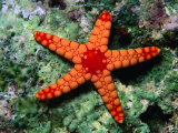 Buy Sea Star (Fromia Monillis) at AllPosters.com