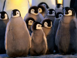 Emperor Penguin (Aptenodytes Forsteri) Chicks at Dawson-Lambton Glacier, Weddell Sea, Antarctica