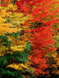Buy Colourful Autumn Foliage, USA at AllPosters.com