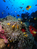 Stonefish on Jackson Reef in Red Sea, Tiran Island, Egypt