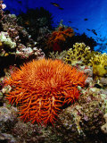 Crown of Thorns Starfish at Stingray Station, Red Sea, Suez, Egypt