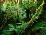 Trees and Ferns in Beech Forest, Oparara, New Zealand