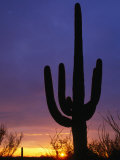 Buy Silhouette of Saguaro Cactus, Saguaro National Park, USA at AllPosters.com