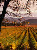 Buy Autumn at Stelling Vineyard, Oakville, Napa Valley, USA at AllPosters.com
