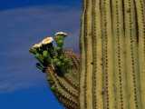 Buy Flowering Saguaro Cactus in the Sonoran Desert, California, USA at AllPosters.com