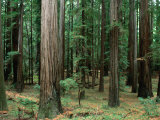 Redwood Trees Beside Hwy 101, Humboldt Redwoods State Park, USA
