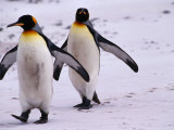 Buy King Penguins (Aptenodytes Patagonicus) Walking, Antarctica at AllPosters.com
