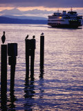 Wa State Ferry Coming in to Dock, Seattle, Washington, USA