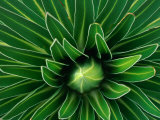 Buy Young Giant Lobelia, Mt. Kenya National Park, Kenya at AllPosters.com
