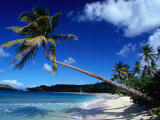 Buy Palm Trees on Galley Beach in Leeward Islands, Antigua & Barbuda at AllPosters.com
