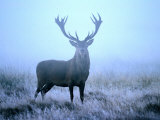 Red Deer (Cervus Elephus) at Dawn, Looking at Camera, United Kingdom
