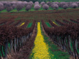 Vineyards and Almond Trees in the Mclaren Vale District, Australia