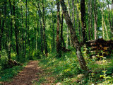 Track Through Forest at Chateau De Villandry in the Loire Valley, Villandry, France