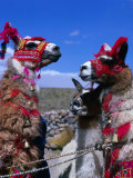 Buy Llamas in Full Dress from the Alto Plano (High Plain) Region, Puno, Peru at AllPosters.com