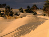 Buy Palm Trees and Sand Dunes, Douz, Tunisia at AllPosters.com