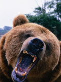 Grizzly Bear (Ursus Arctos), Denali National Park & Preserve, Alaska, USA