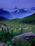 Buy Alpine Flowers Beneath the Schreckhorn, Grindelwald, Bern, Switzerland at AllPosters.com