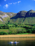 Swans in Glencar Lough Beneath Castlegal Mountain, County Sligo, Ireland