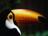 Portrait of a Toco Toucan (Ramphastos Toco), Brazil