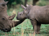 Buy White Rhinceros with Young, Tala Private Game Reserve, Kwazulu-Natal, South Africa at AllPosters.com